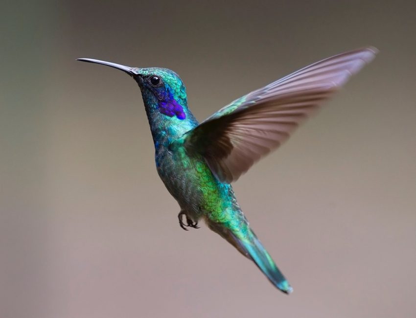 Rester engagé sans se brûler les ailes